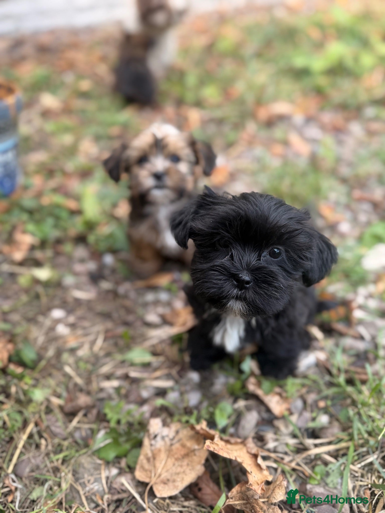 Shorkie dogs Yorkie/Shih Tzu  - Advert 1