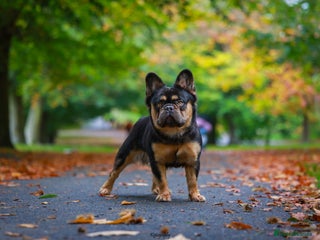 French Bulldog dogs in Wolverhampton - Advert 38