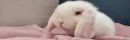 Mini Lop rabbits for sale: Incredibly friendly Mini Lop babies for sale in Towcester - Advert 4