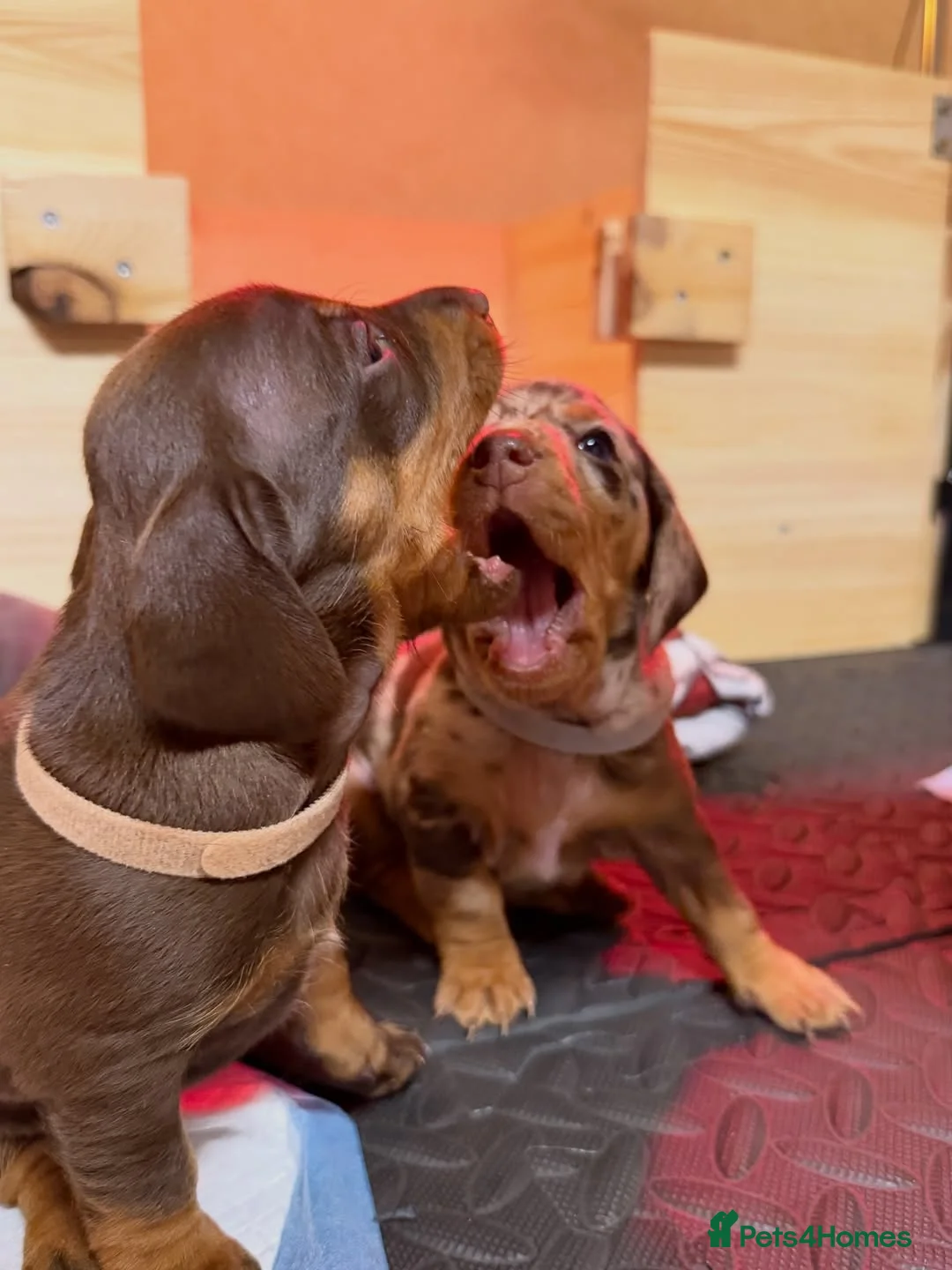 Dachshund dogs for sale: 🐾 Beautiful Miniature Dachshund Puppies  in Guildford - Advert 2