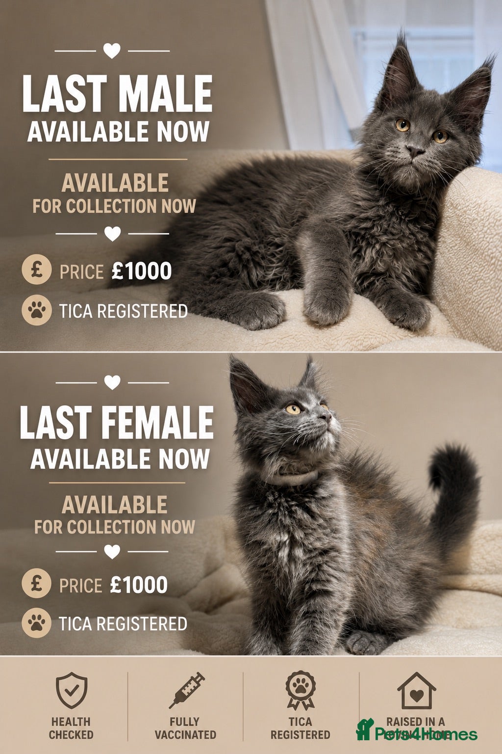 Maine Coon cats Available now! Last Two TICA Registered Maine Coon - Advert 13
