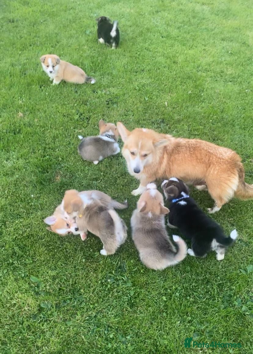 Welsh Corgi Pembroke dogs Gorgeous RKC reg corgi's DNA health tested parents - Advert 2