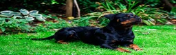 Rottweiler dogs for sale: Coco - Family friendly rottweiler in Chessington - Advert 4
