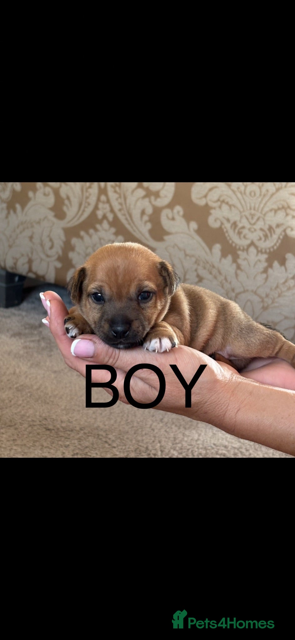 Jack Russell dogs Miniature jack Russell’s  - Advert 2
