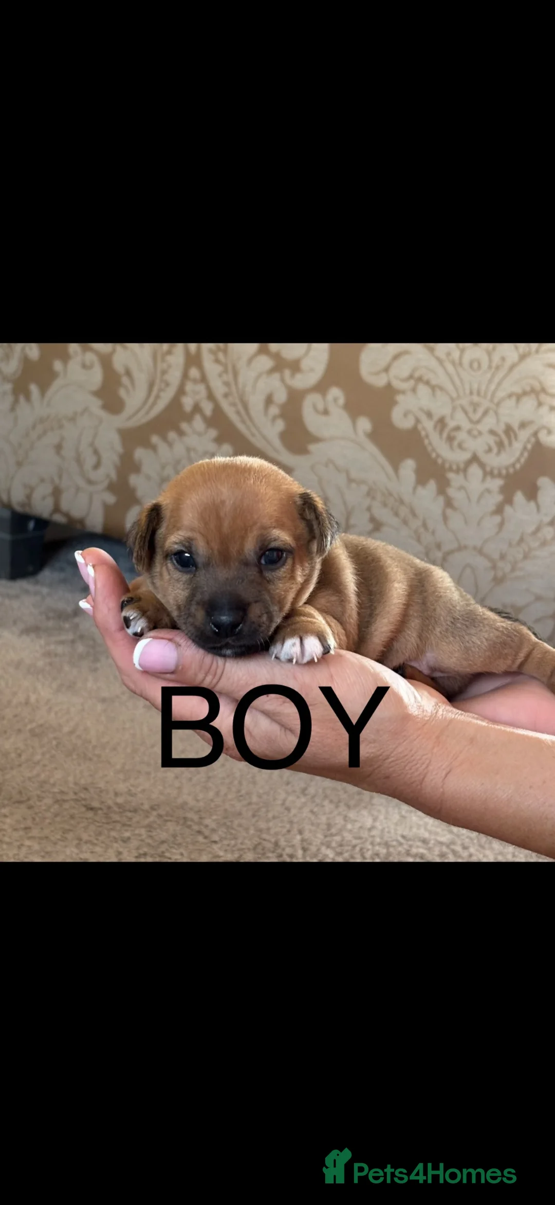 Jack Russell dogs for sale: Miniature jack Russell’s  - Advert 2