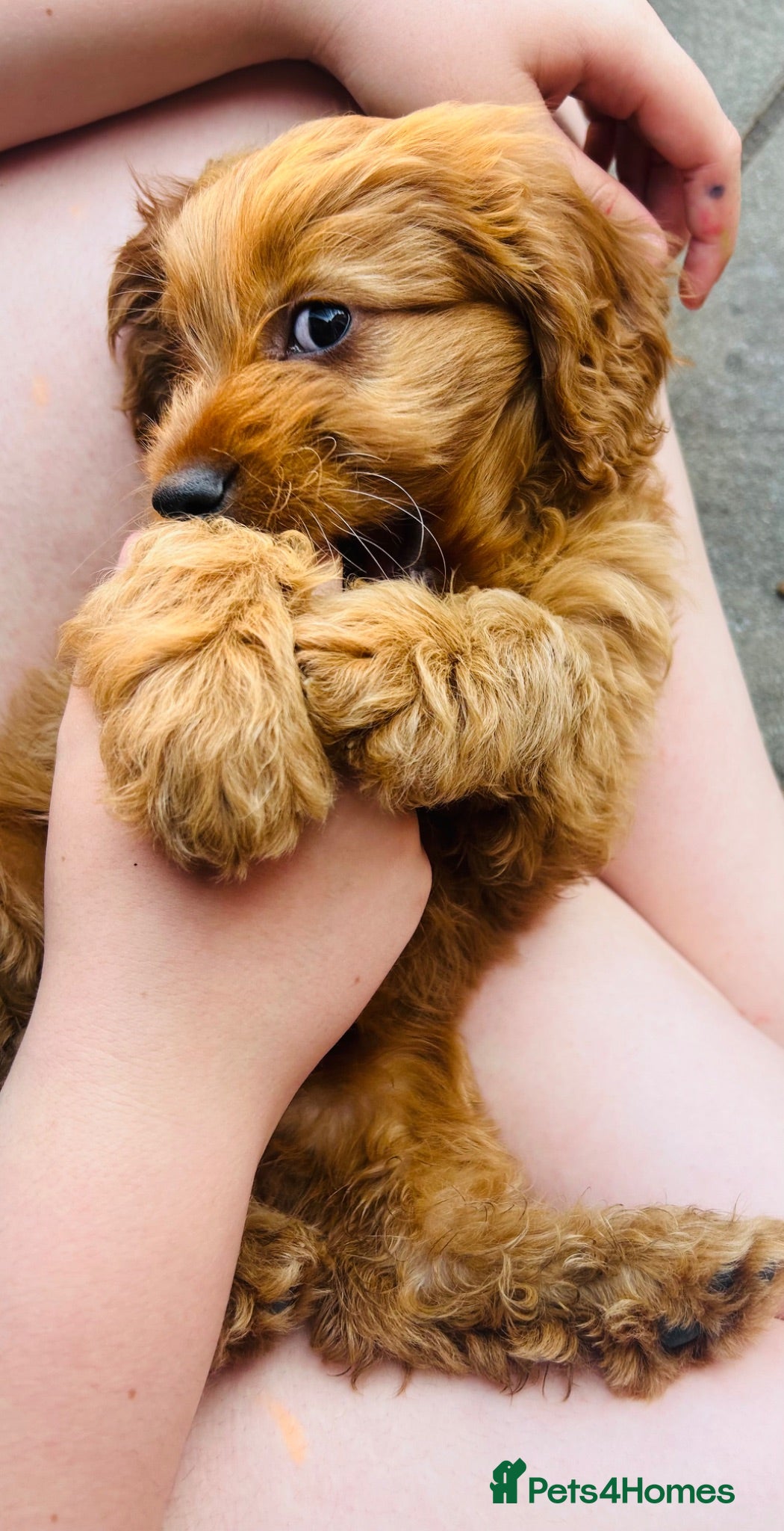 Cavapoo dogs Last 3 Beautiful F1b Cavapoo (Fox-Red) - Advert 2