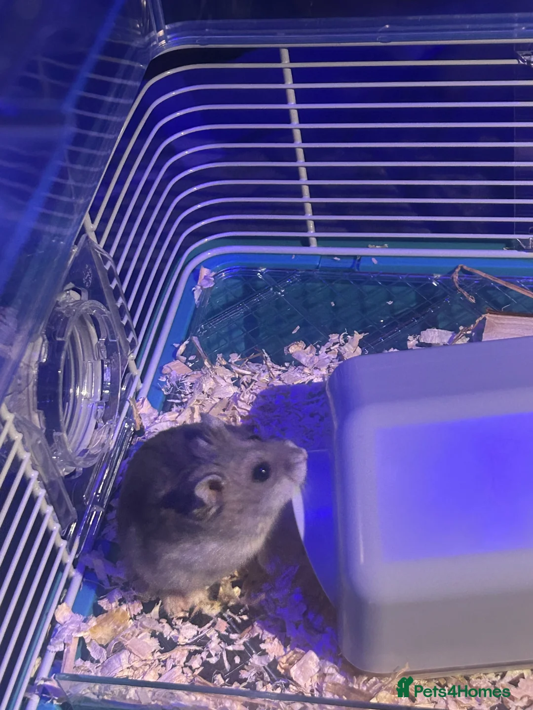 Hamster rodents for sale: Russian dwarf hamster and cage in Newhaven - Advert 10
