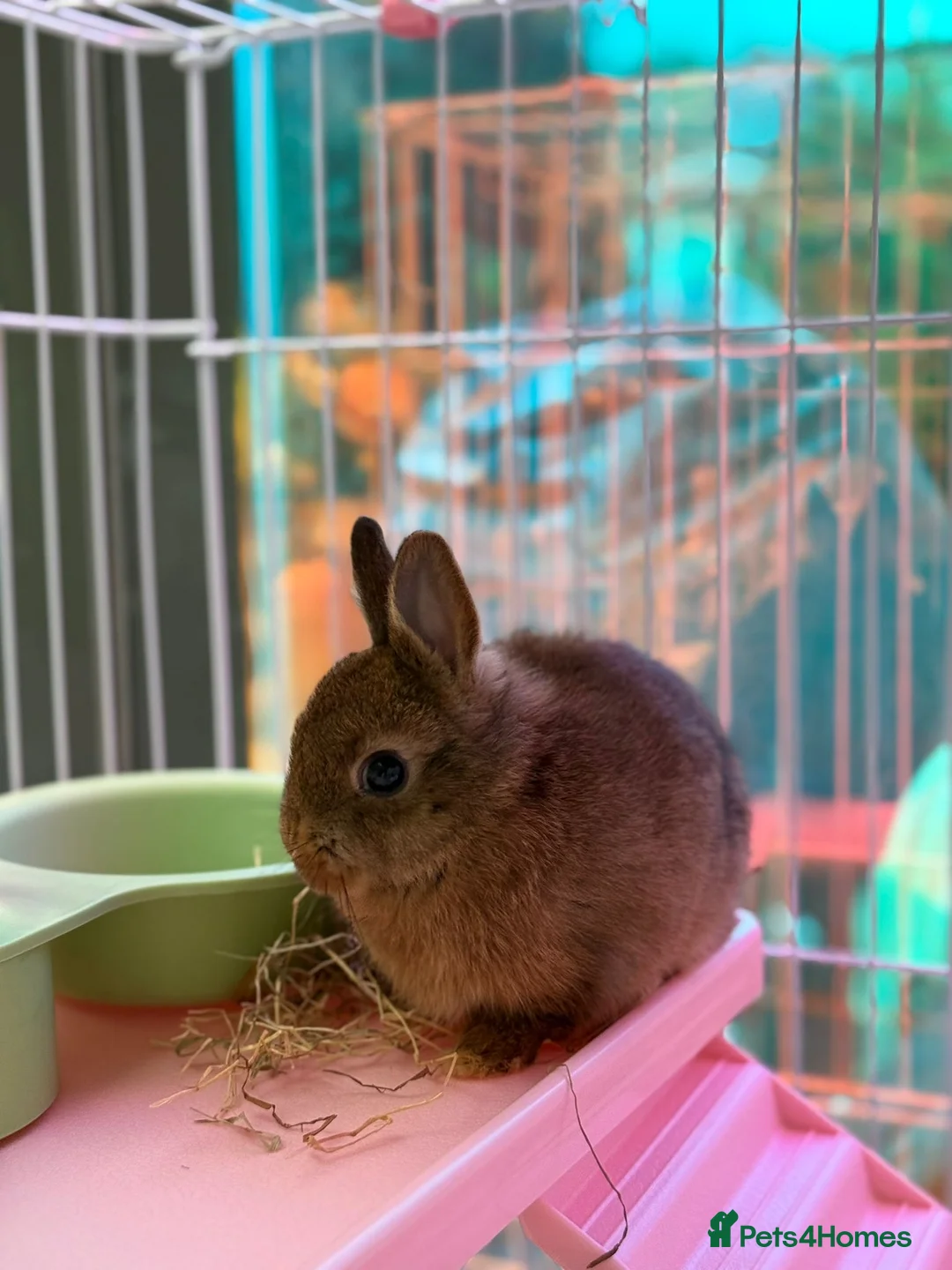 Netherland Dwarf rabbits for sale: Pure Netherland Dwarfs - Advert 3