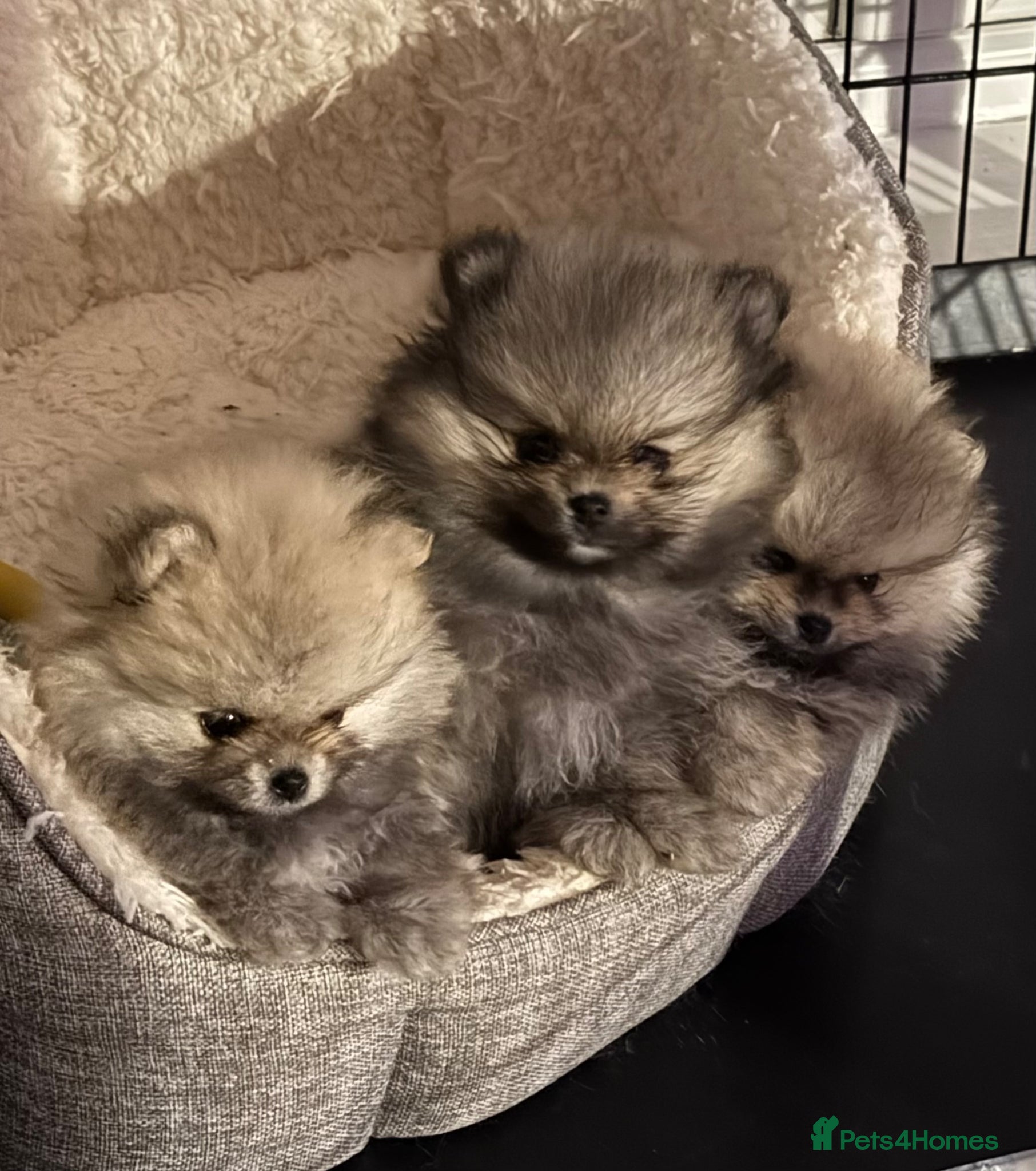 Pomeranian dogs Champion Lines Tiny Teddy Faced Pomeranians  - Advert 1