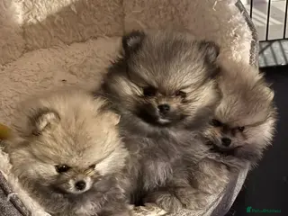 Pomeranian dogs Champion Lines Tiny Teddy Faced Pomeranians - Advert 1