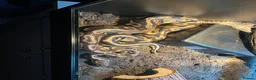 Python Snake reptiles for sale: Royal (Ball) Python  in Redditch - Advert 4