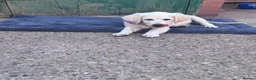 Golden Retriever dogs for sale: ❤️❤️❤️ Beautiful KC Golden Retriever puppies❤️❤️❤️ - Advert 17