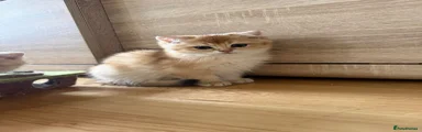 British Shorthair Kitten 2
