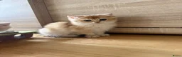British Shorthair cats for sale: 🌟3 Adorable Golden BSH kittens left 🌟 - Advert 23