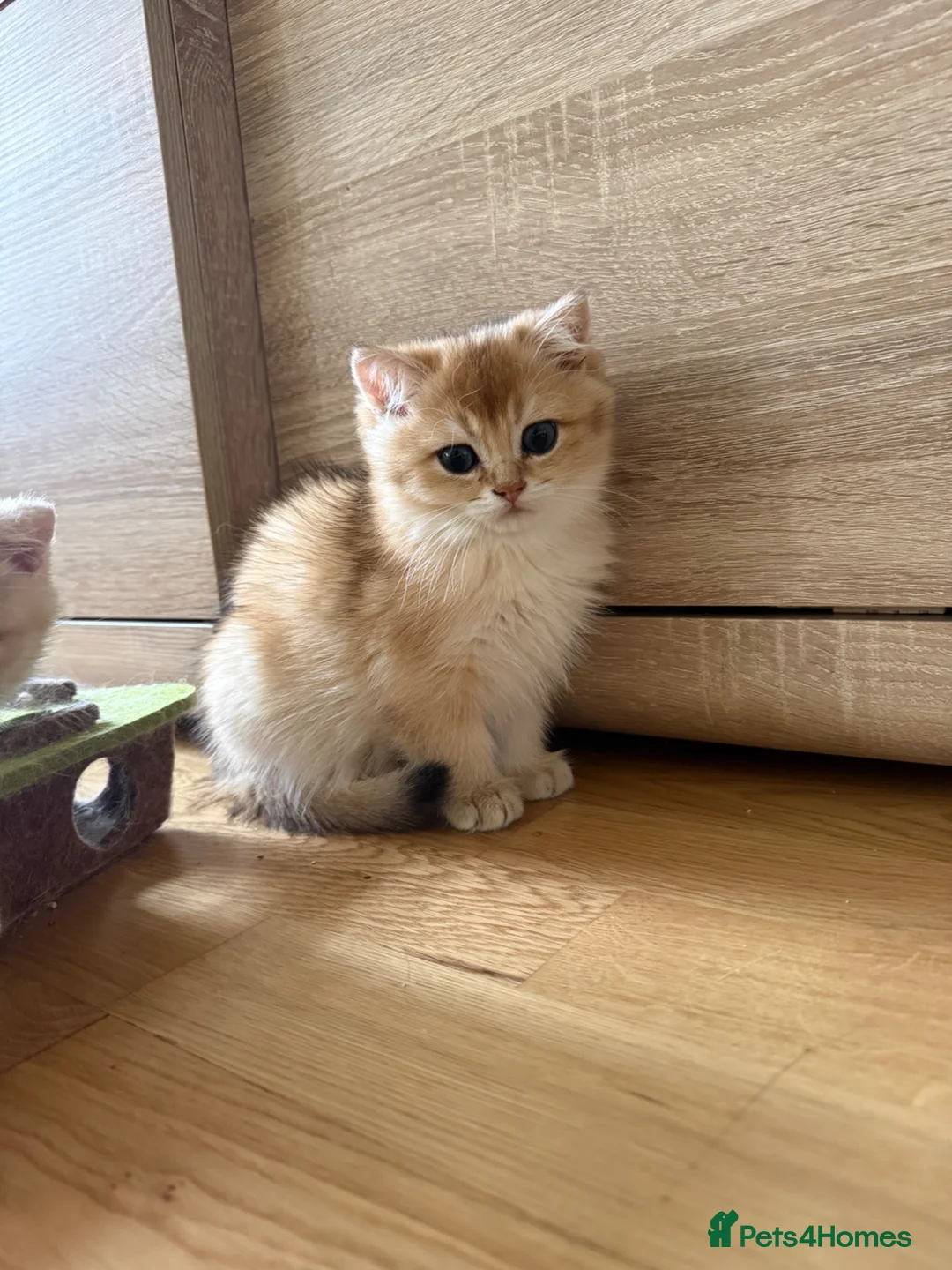 British Shorthair cats for sale: 🌟3 Adorable Golden BSH kittens left 🌟 - Advert 23