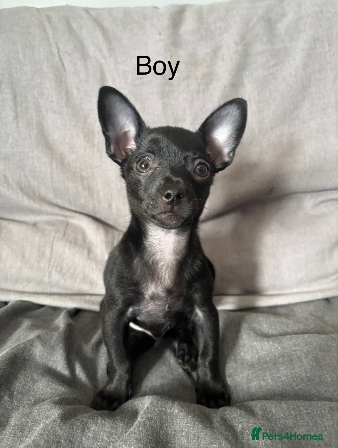 Russian Toy Terrier dogs Only male russian toy terrier puppy for sale - Advert 5
