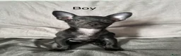 Russian Toy Terrier dogs for sale: Only male russian toy terrier puppy for sale - Advert 1