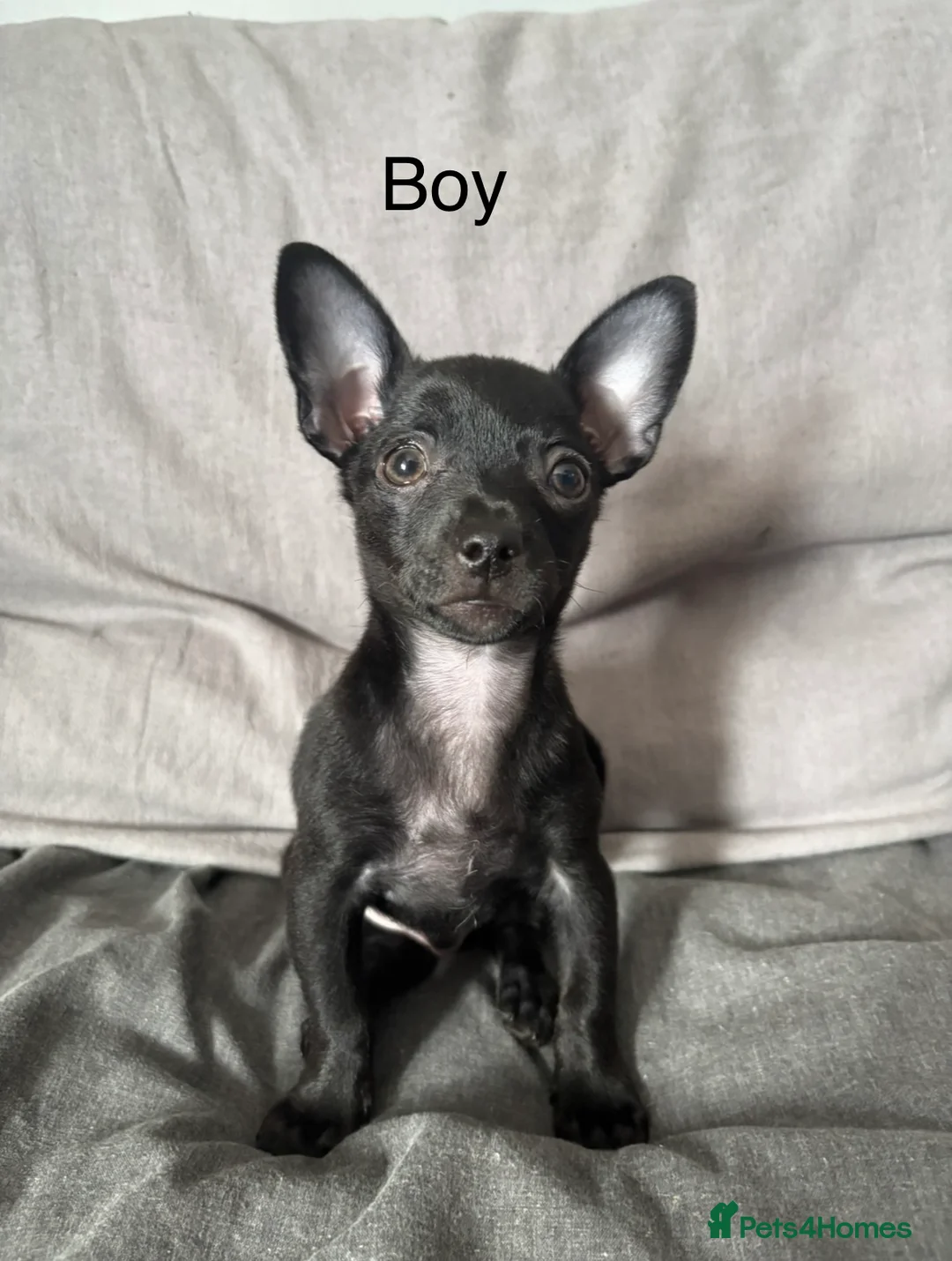 Russian Toy Terrier dogs for sale: Only male russian toy terrier puppy for sale - Advert 1