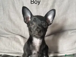 Russian Toy Terrier dogs Only male russian toy terrier puppy for sale - Advert 4
