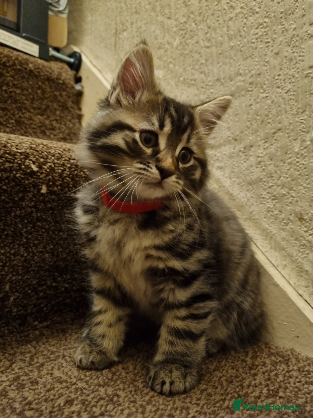 Maine Coon cats for sale: Beautiful fluffy Maine coon cross Kittens - Image 5