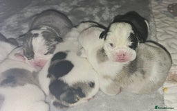 English Bulldog dogs for sale: 🌟 health tested parents 🌟 - Image 30