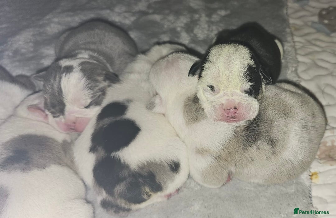 English Bulldog dogs for sale: 🌟 health tested parents 🌟 - Image 30