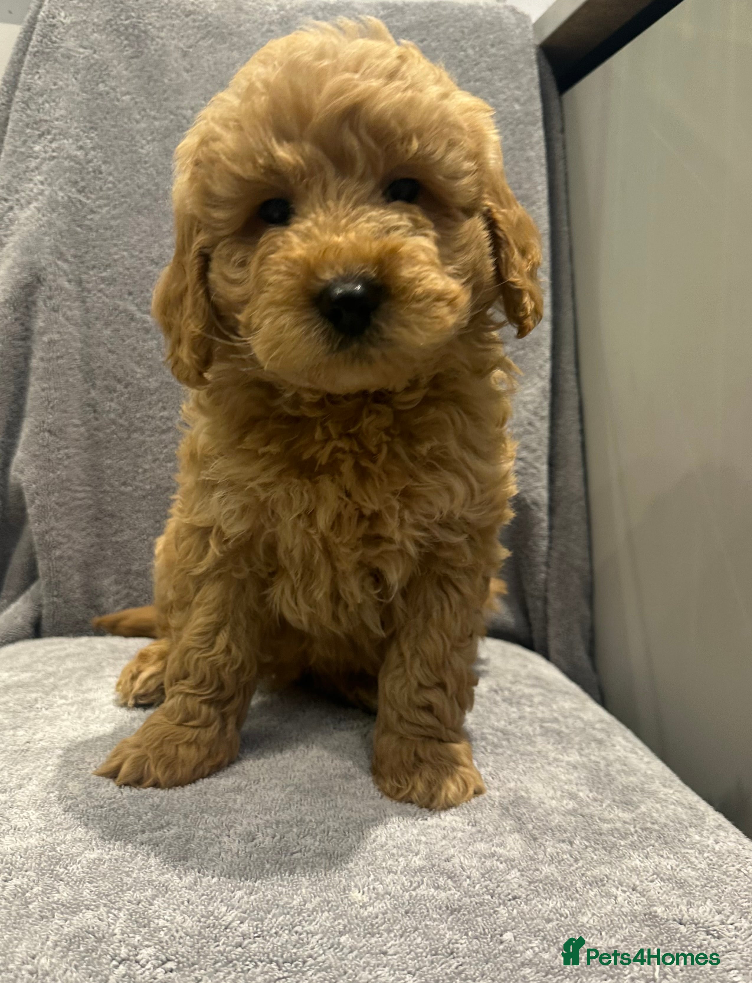 Goldendoodle dogs Stunning Male miniature Goldendoodles - Advert 8