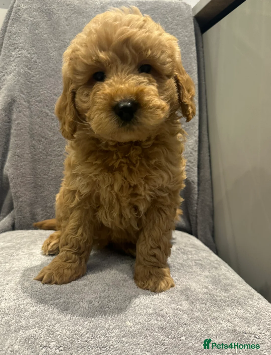 Goldendoodle dogs for sale: Stunning Male Multigenerational Goldendoodles - Advert 2