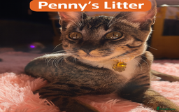 Savannah cats for sale: F5 Female Savannah - Image 3