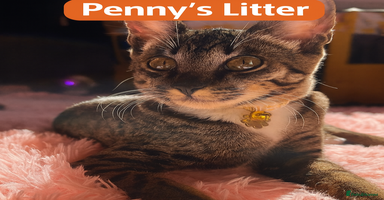 Savannah cats - Advert 4