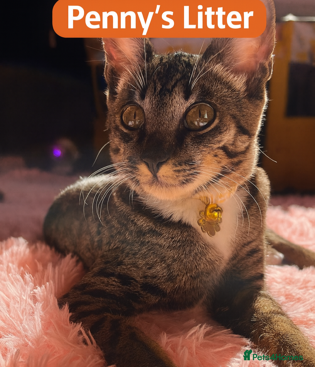 Savannah cats for sale: F5 Female Savannah - Image 3