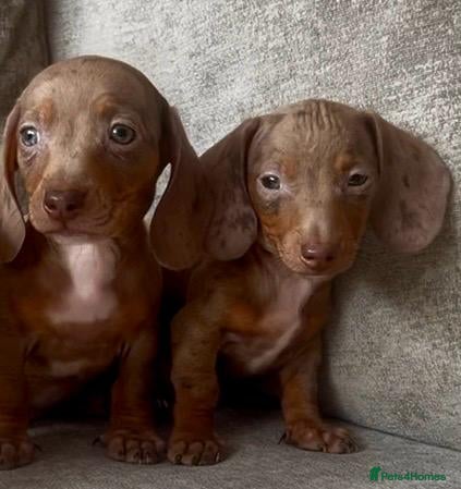Miniature Dachshund dogs Miniature dachshund puppies  - Advert 5