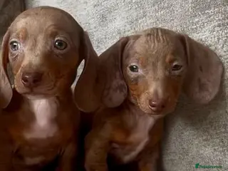Miniature Dachshund dogs Miniature dachshund puppies - Advert 4