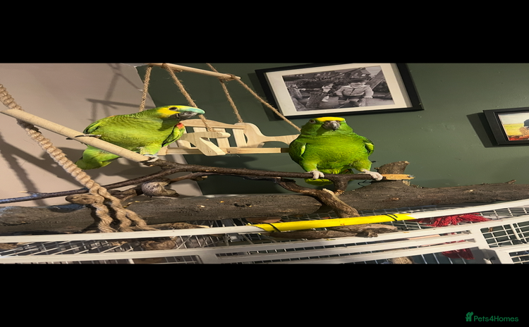 Parrots birds - Advert 1