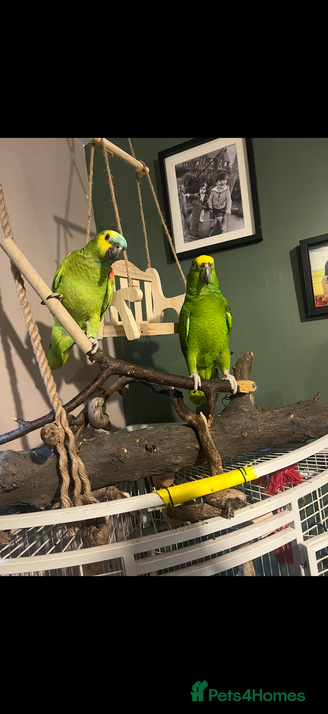 Parrots birds for sale: Two Amazon parrots - Image 1