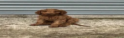 Irish Doodle dogs for sale: Standard Red Irish Doodles - Advert 4