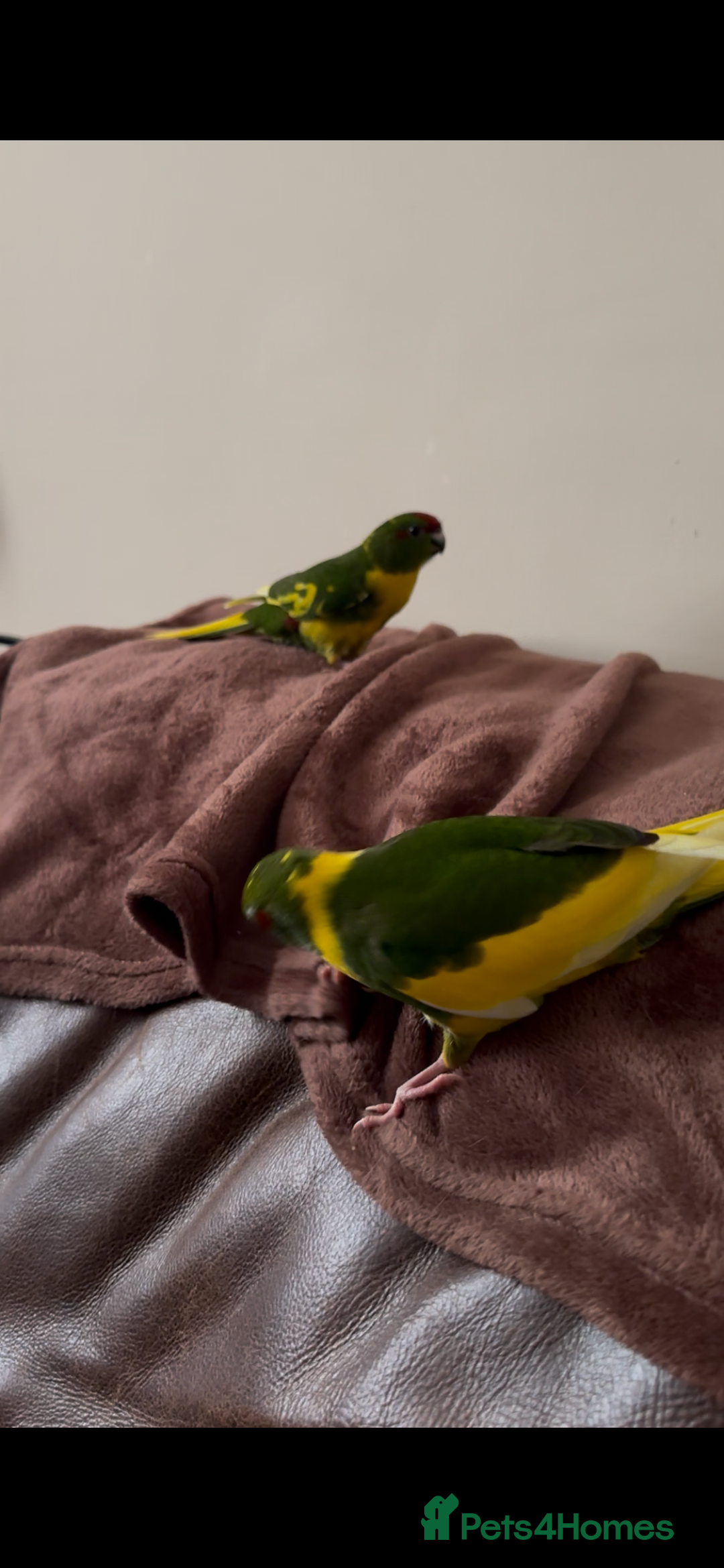 Parakeets birds for sale: STUNNING BONDED PAIR OF KAKARIKIS  - Advert 2