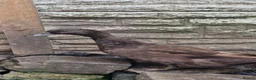 Ducks poultry for sale: Female duck - Advert 1