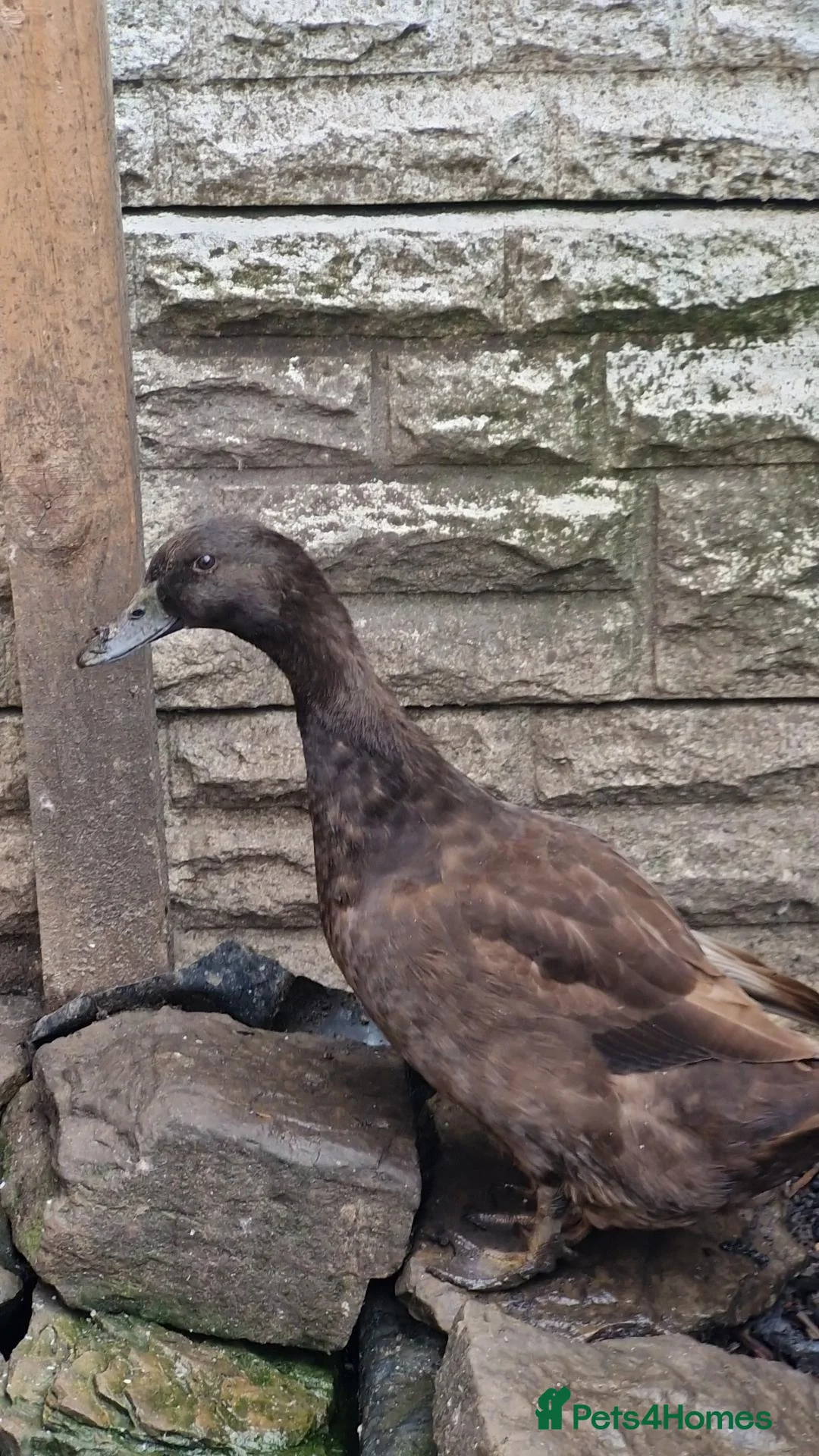 Ducks poultry for sale: Female duck - Advert 1