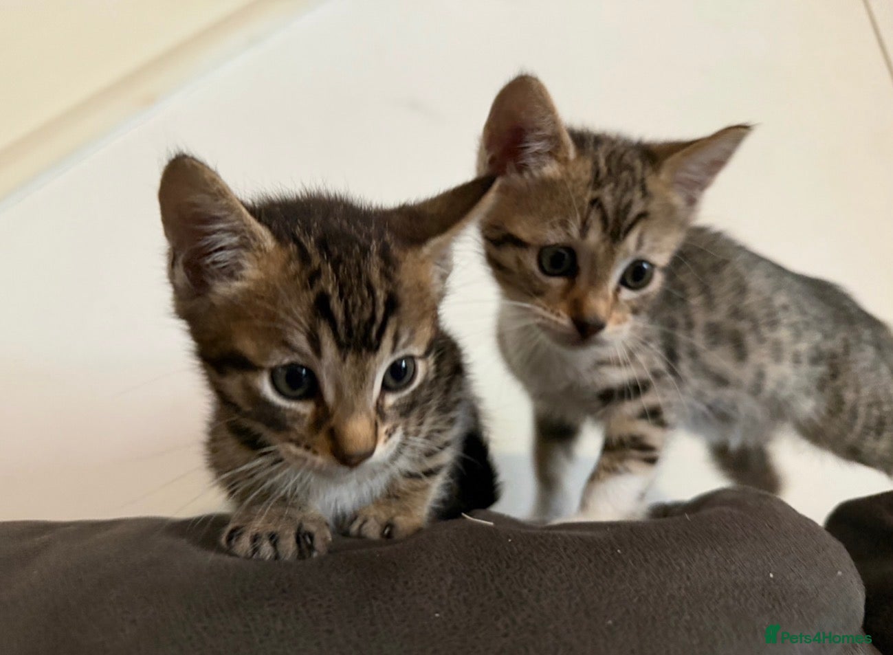 Bengal cats 2 Stunning Bengal Kittens Left  - Advert 1