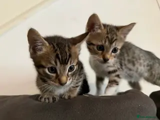 Bengal cats 2 Stunning Bengal Kittens Left - Advert 1