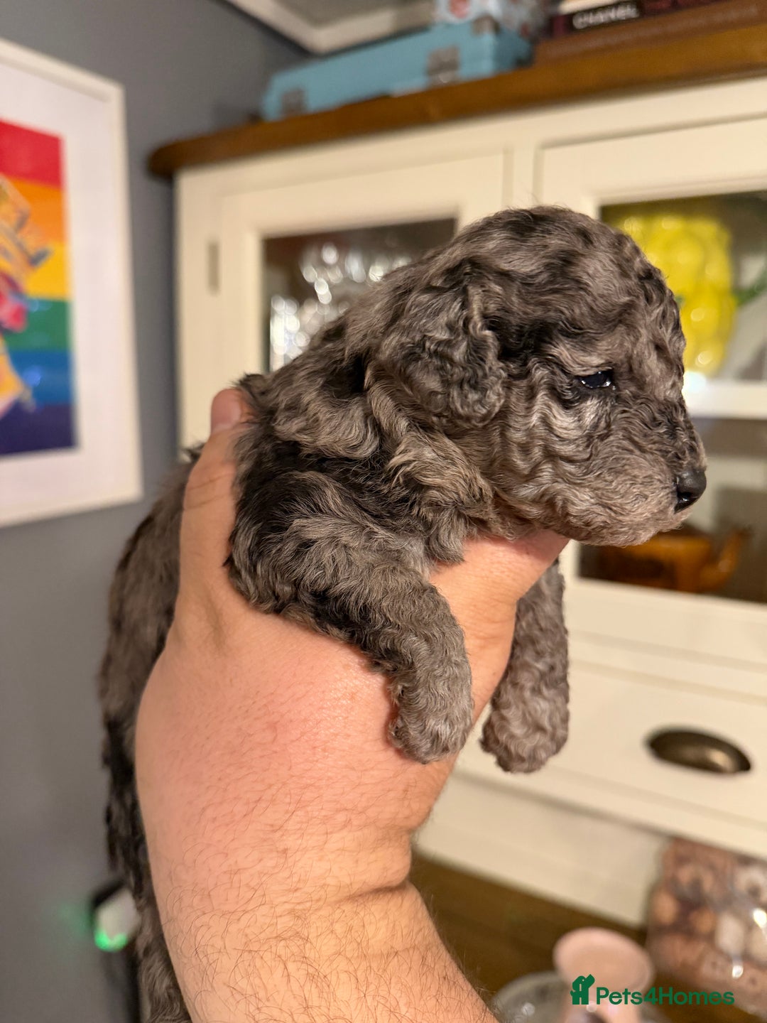 Toy Poodle dogs for sale: Gorgeous toy poodles  - Advert 3