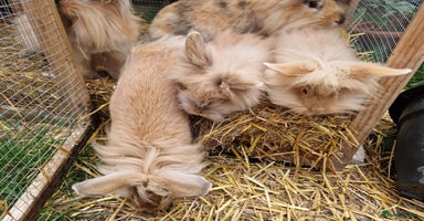 Lionhead rabbits - Advert 5