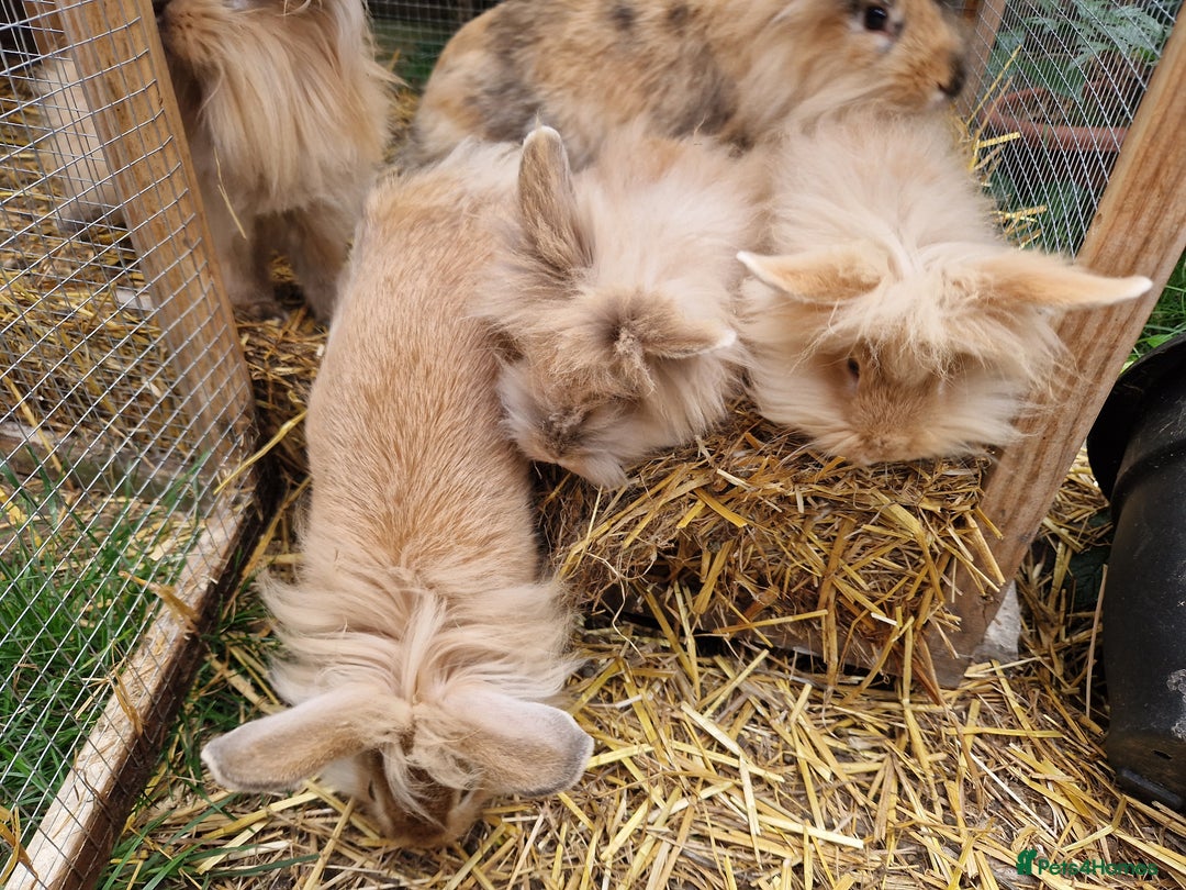 Lionhead rabbits for sale: Lovely ginger lionheads 3 girls 1 boy available - Image 3