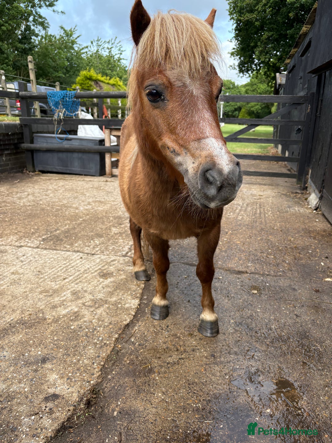 Shetland pony horses for sale: Milday penny lane  in Dereham - Image 5