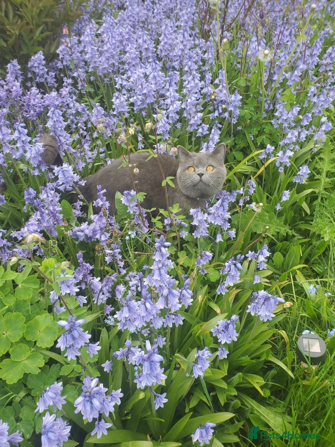 British Shorthair cats for stud: British short hair for stud in Hinckley - Advert 11