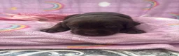 Labrador Retriever dogs for sale: Stunning KC Registered Labrador Puppies  - Advert 9