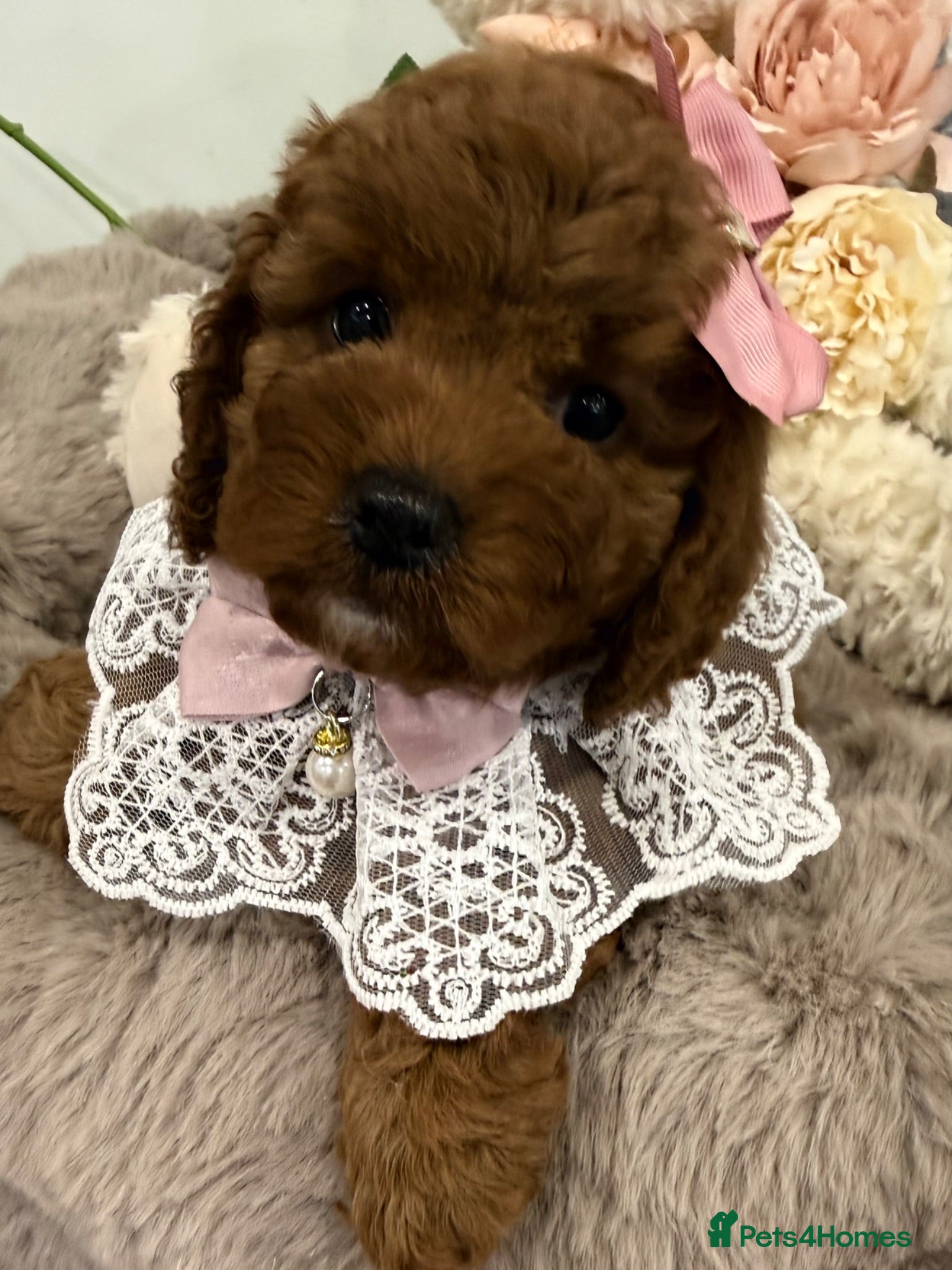 Cavapoo dogs Ready now  F1B toy cavapoos. Full dna & health   - Advert 8