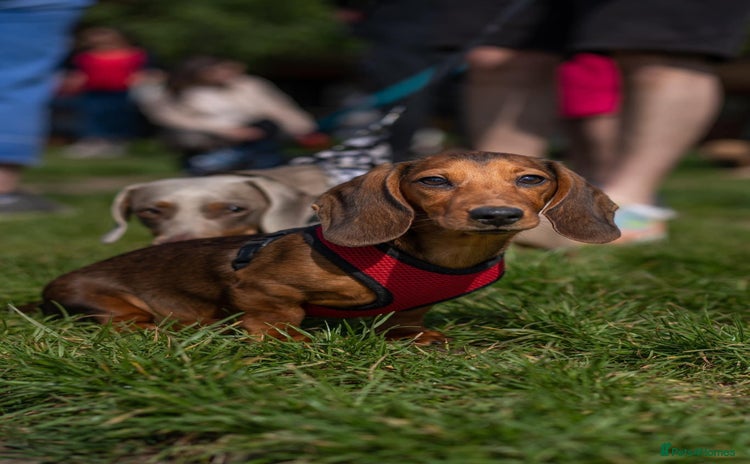 Miniature Dachshund dogs - Advert 2