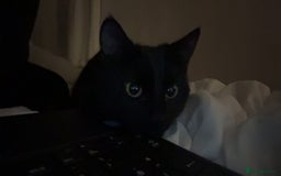 Mixed Breed cats for sale: Moggy cat ‘Florence / Flo’ - Advert 8